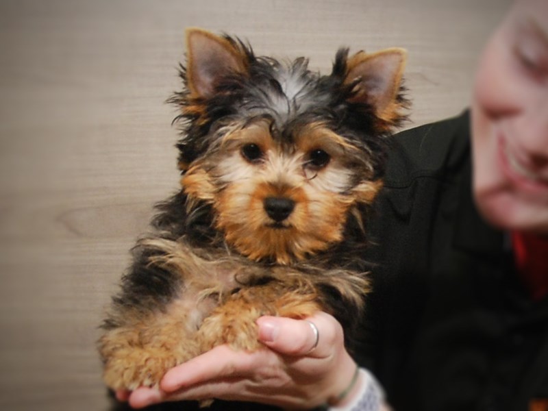 Yorkshire Terrier Dog Male Black & Gold 17265