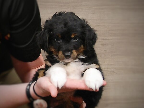 Australian Shepherd-DOG-Male-Tri-Colored-17304-Petland Iowa City, Iowa