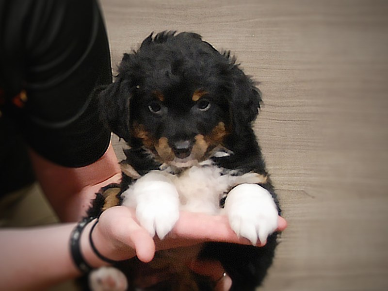 Australian Shepherd Dog Male Tri-Colored 17304