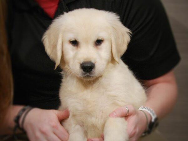 Golden Retriever DOG Male Cream 17305 Petland Iowa City, Iowa