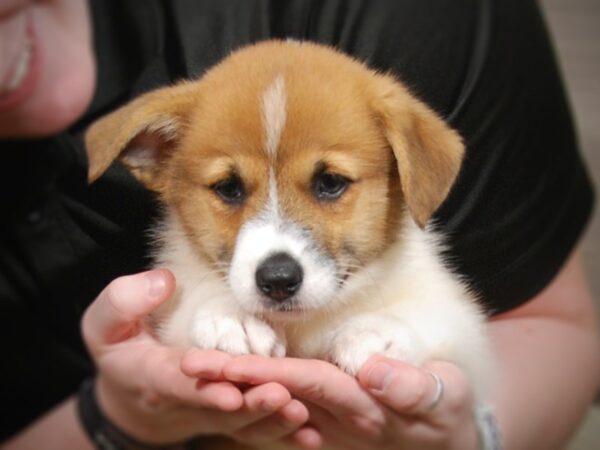 Pembroke Welsh Corgi DOG Male Red / White 17306 Petland Iowa City, Iowa