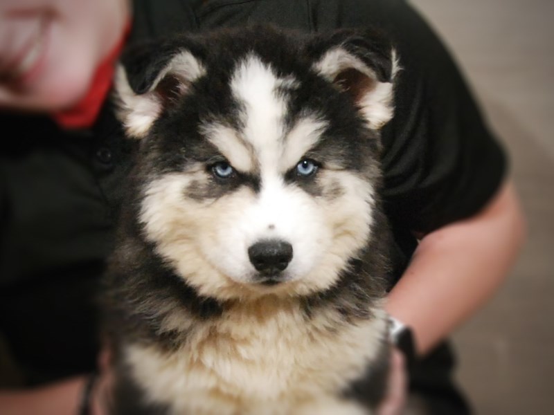 Siberian Husky Dog Male Black / White 17307