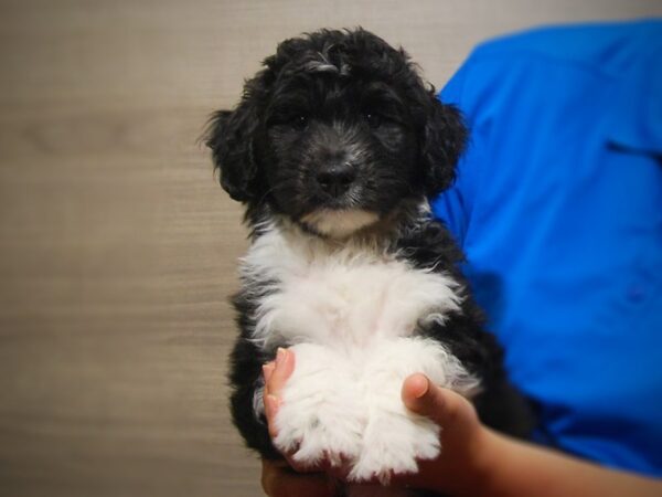 Australian Shepherd/Poodle DOG Male Black / White 17308 Petland Iowa City, Iowa