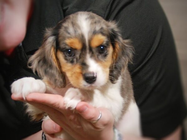 Cavachon DOG Female Blue Merle 17309 Petland Iowa City, Iowa