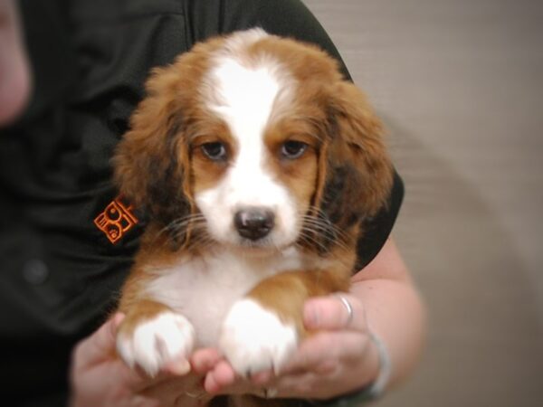 Mini Bernadoodle-DOG-Female-Red / White-17310-Petland Iowa City, Iowa