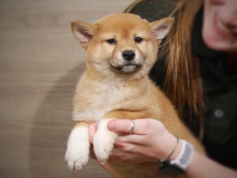 Shiba Inu Dog Female Red & White 17311