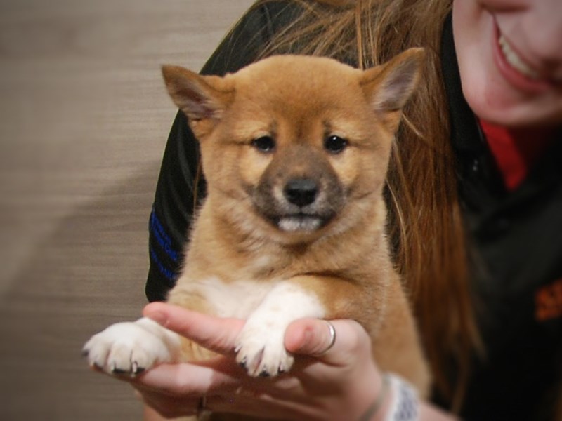 Shiba Inu Dog Female Red & White 17312