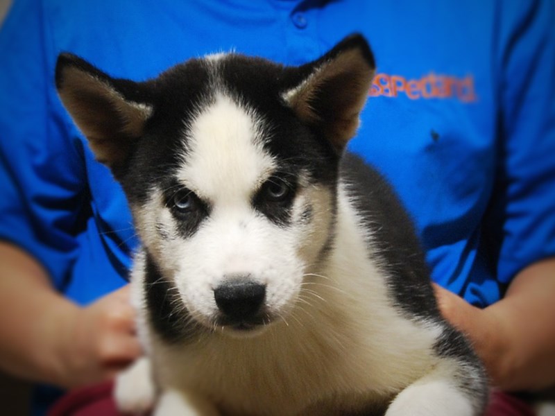 Siberian Husky Dog Male black/White 17314