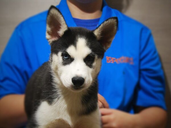 Siberian Husky DOG Female black/White 17315 Petland Iowa City, Iowa