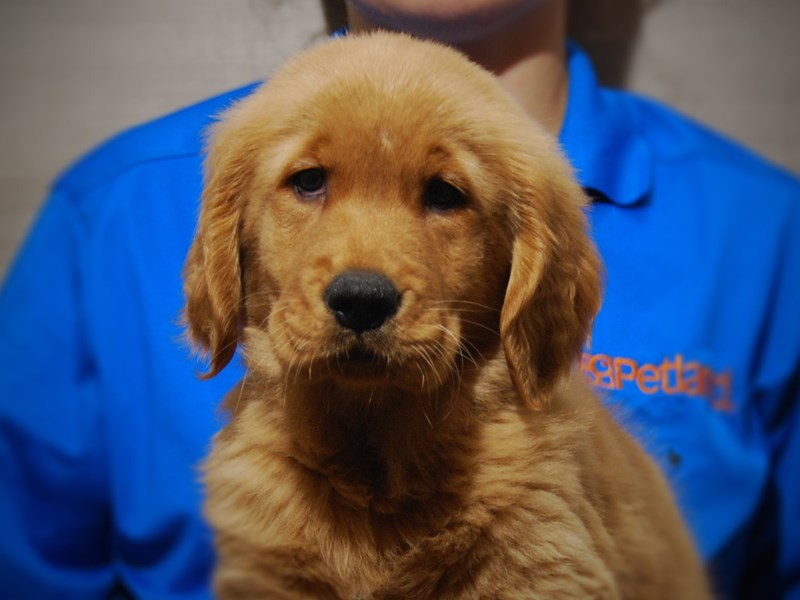 Golden Retriever Dog Male Golden 17316