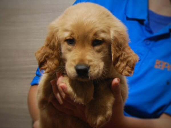 Golden Retriever DOG Female Golden 17317 Petland Iowa City, Iowa