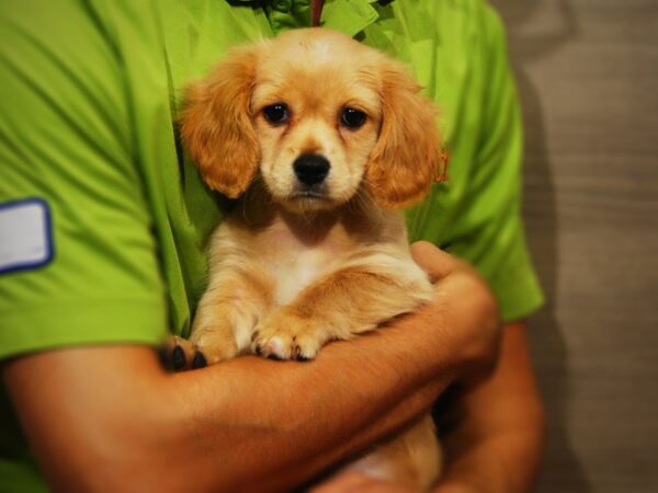 Coton De Tulear/Cavalier King Charles Spaniel DOG Female Cream 17320 Petland Iowa City, Iowa