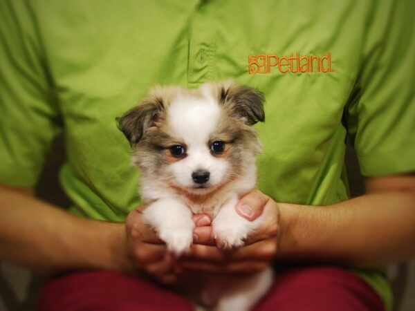 Coton De Tulear/Pomeranian-DOG-Male-Sable/ White-17321-Petland Iowa City, Iowa