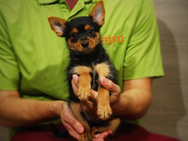 YorkiePom-DOG-Male--17322-Petland Iowa City, Iowa