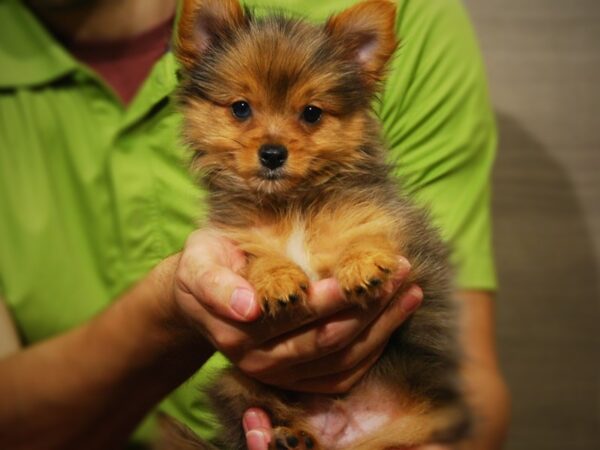 YorkiePom-DOG-Male--17323-Petland Iowa City, Iowa