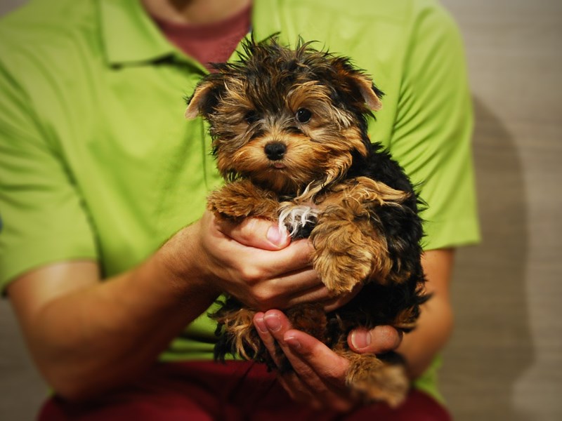 Yorkshire Terrier Dog Male bl & gold 17324