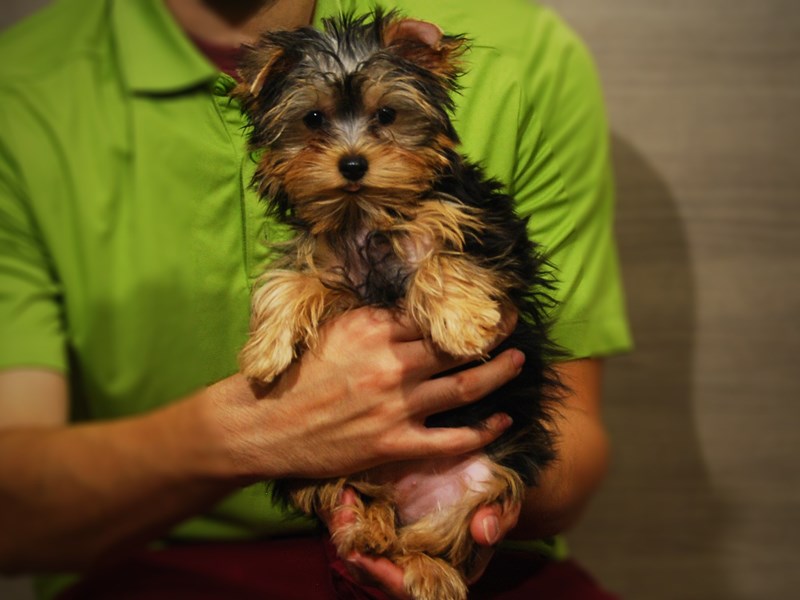 Yorkshire Terrier Dog Female Black & Gold 17325