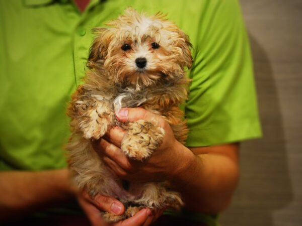 Morkie DOG Male gld 17326 Petland Iowa City, Iowa