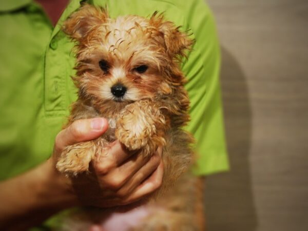 Morkie DOG Female gld 17327 Petland Iowa City, Iowa