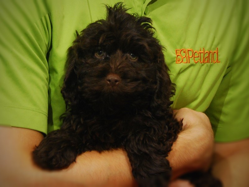 Cock A Poo Dog Female Chocolate 17328
