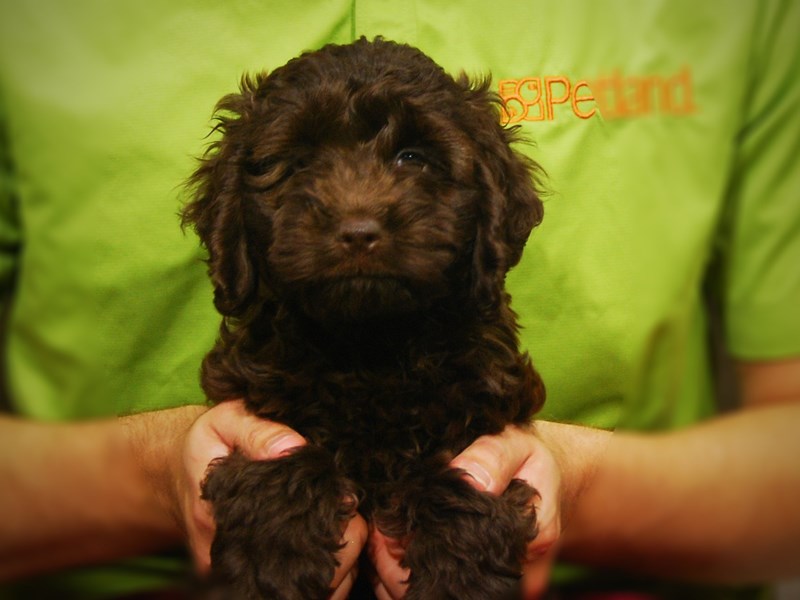 Cock A Poo Puppy Chocolate ID:17329 Located at Petland Iowa City, Iowa