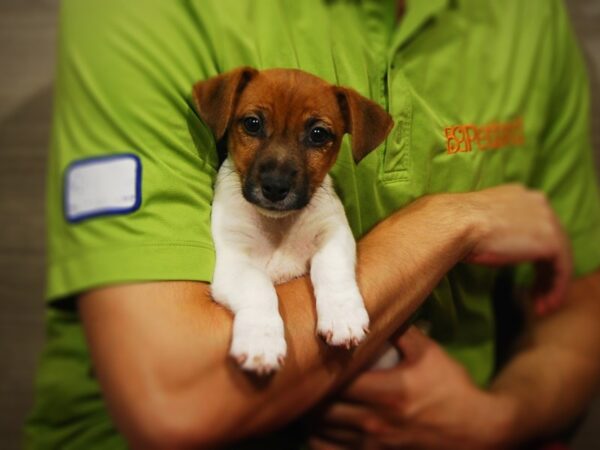 Jack Russell Terrier-DOG-Male-White / Tan-17330-Petland Iowa City, Iowa