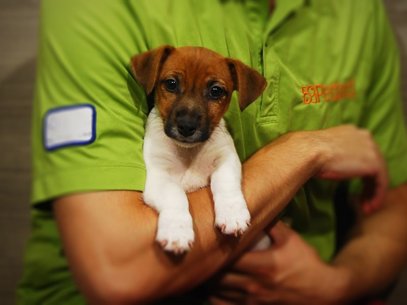 Jack Russell Terrier Dog Male White / Tan 17330