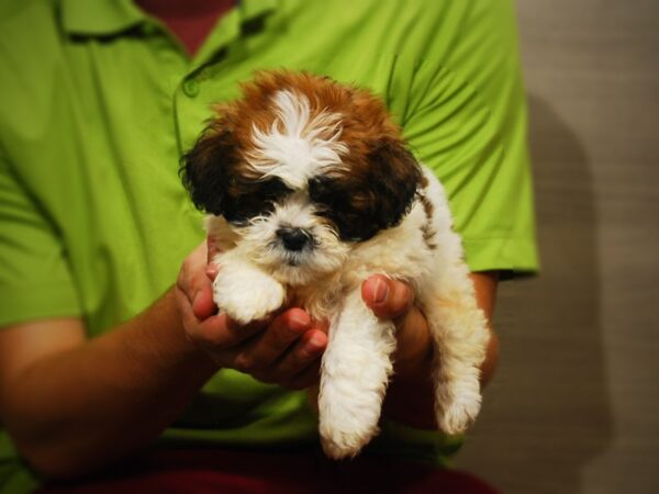 Poodle Mini-DOG-Male-Red / White-17331-Petland Iowa City, Iowa