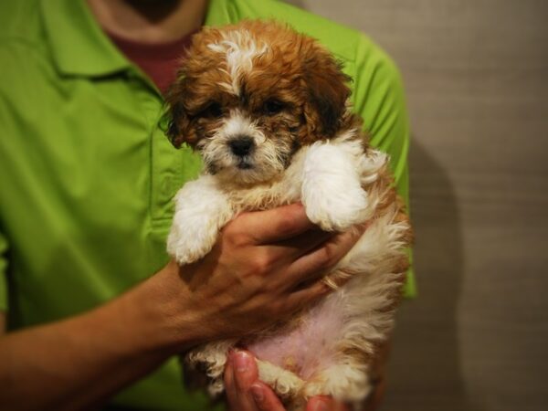 Poodle Mini-DOG-Male-Red / White-17332-Petland Iowa City, Iowa