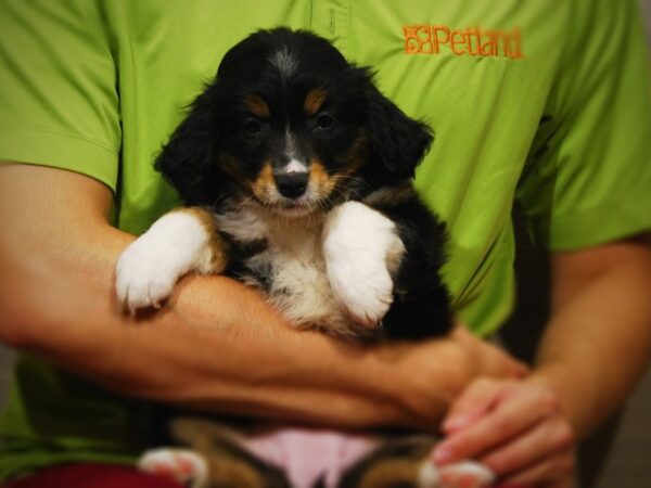 Australian Shepherd DOG Female Tri-Colored 17334 Petland Iowa City, Iowa