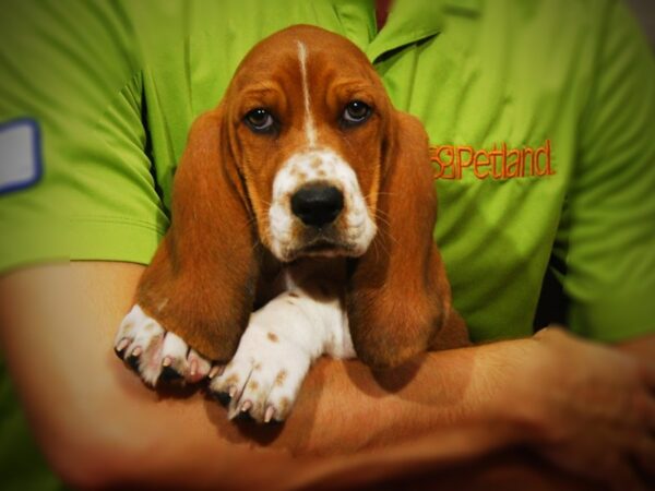 Basset Hound DOG Male Red / White 17335 Petland Iowa City, Iowa