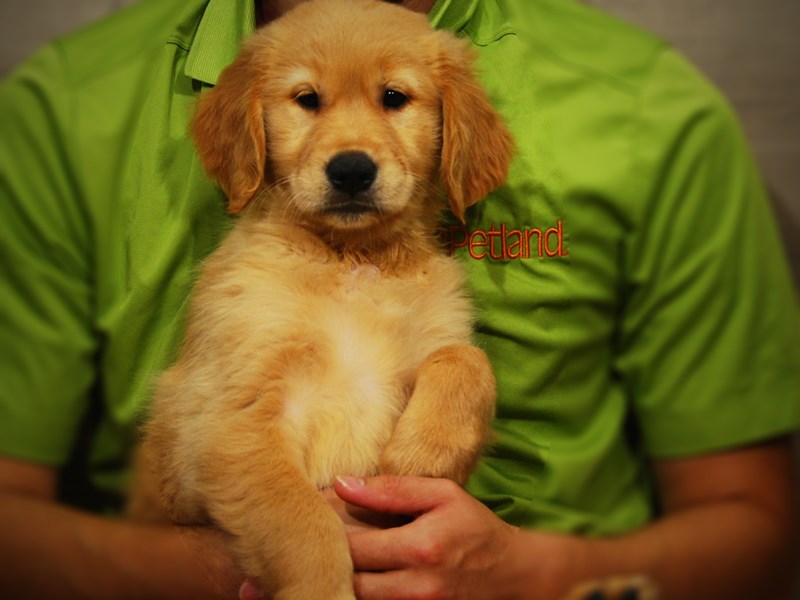 Golden Retriever Dog Female Cream 17336