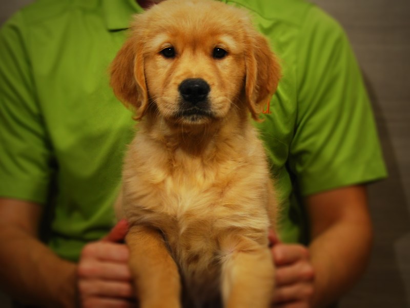 Golden Retriever Dog Male Cream 17337