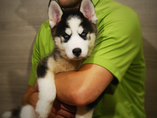 Siberian Husky DOG Male Black / White 17338 Petland Iowa City, Iowa