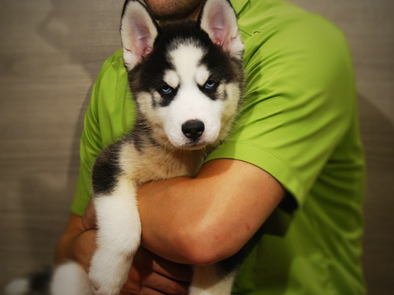 Siberian Husky Dog Male Black / White 17338