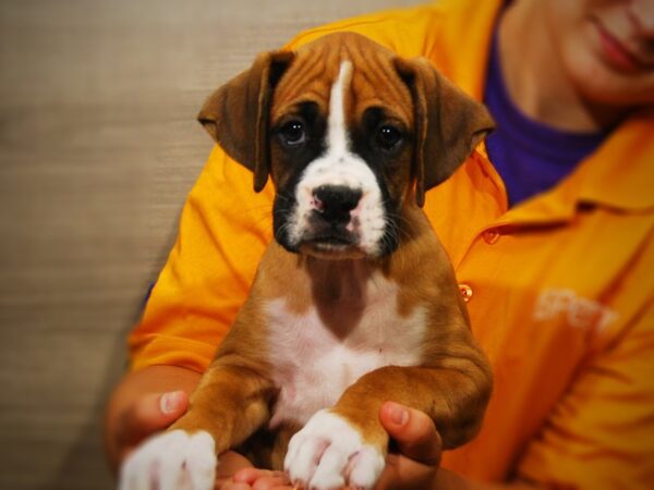 Boxer DOG Male Fawn 17339 Petland Iowa City, Iowa