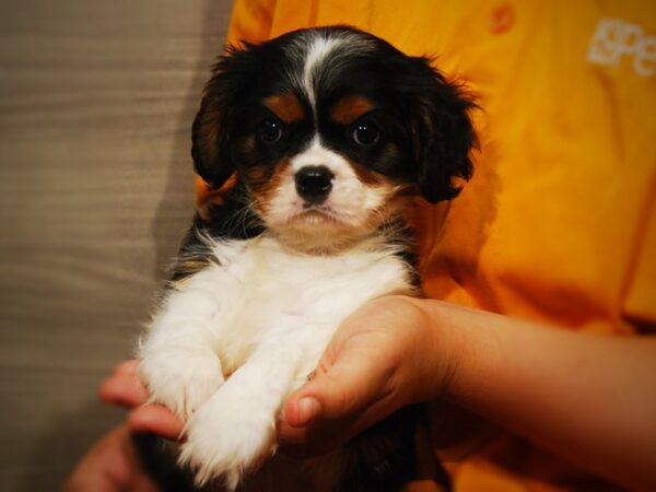 Cavalier King Charles Spaniel DOG Male Tri-Colored 17340 Petland Iowa City, Iowa