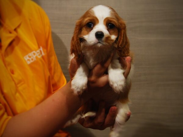 Cavalier King Charles Spaniel DOG Female Blenheim 17341 Petland Iowa City, Iowa