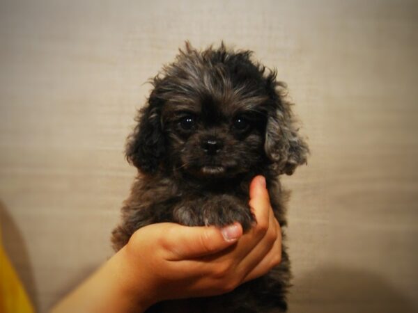 English Toy Spaniel/Poodle DOG Male Blue Merle 17342 Petland Iowa City, Iowa