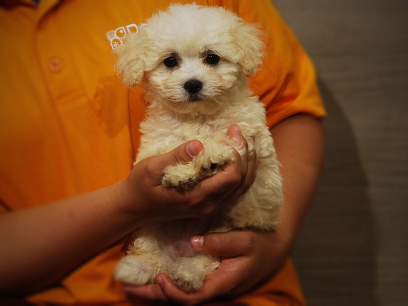 Havanese Dog Female White 17344