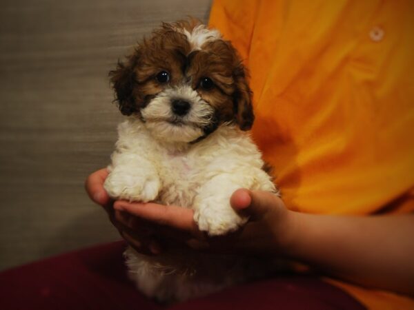 Shih Tzu/Poodle DOG Male Rd/Wht 17345 Petland Iowa City, Iowa