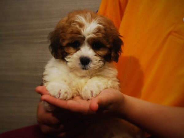 Shih Tzu/Poodle DOG Male Rd/Wht 17346 Petland Iowa City, Iowa