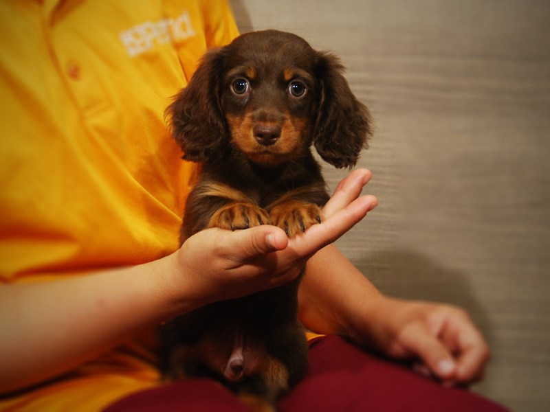 Dachshund Dog Male Chlt & Tn 17347