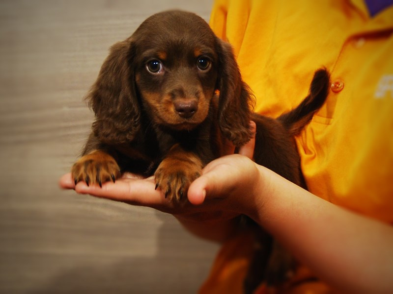 Dachshund Dog Male Chlt & Tn 17348