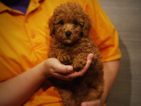 Poodle Mini-DOG-Male-Red-17350-Petland Iowa City, Iowa