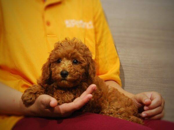 Poodle Mini DOG Male Red 17351 Petland Iowa City, Iowa