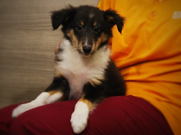 Shetland Sheepdog DOG Female Tri Color 17353 Petland Iowa City, Iowa