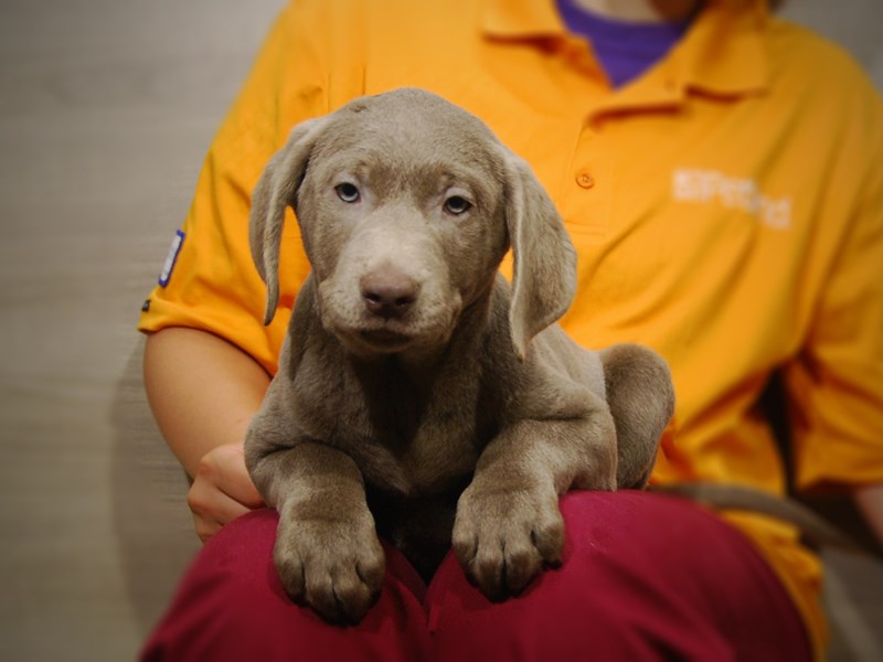 Labrador Retriever Dog Male silver 17354