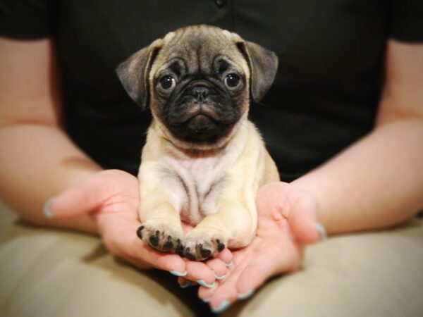 Pug DOG Female Fawn 17356 Petland Iowa City, Iowa