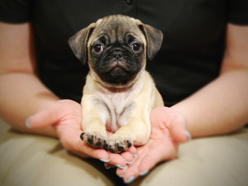 Pug Dog Female Fawn 17356